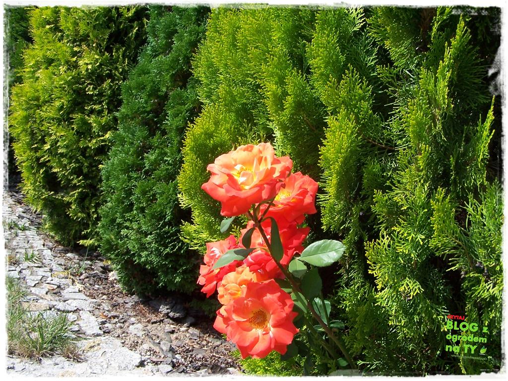 Ogród z dużą ilością gatunków zogrodemnaty28