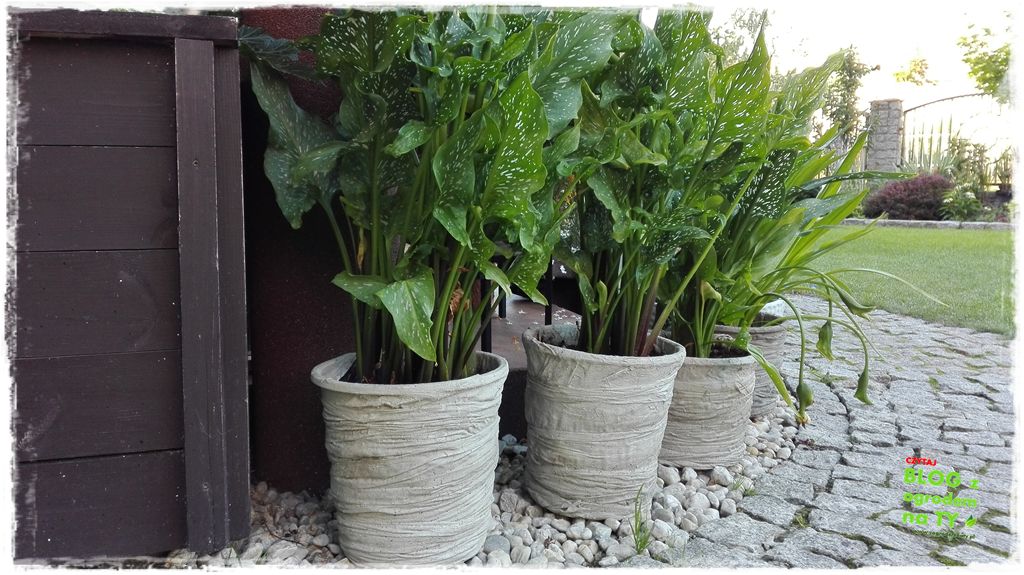 donice ogrodowe zogrodemnaty15