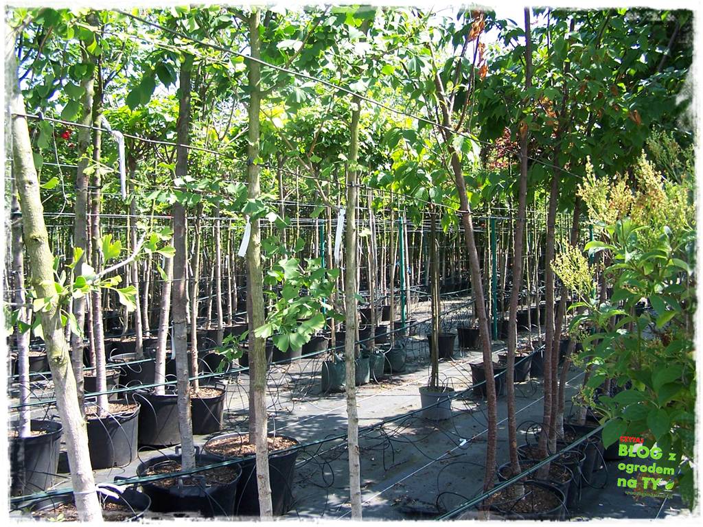 donice ogrodowe zogrodemnaty3