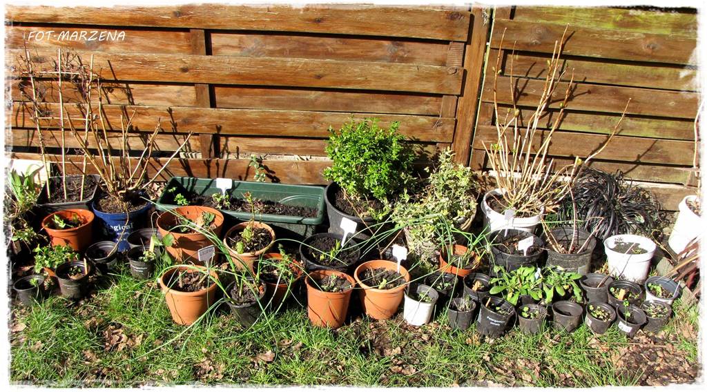 Metamorfoza ogrodu zogrodemnaty6