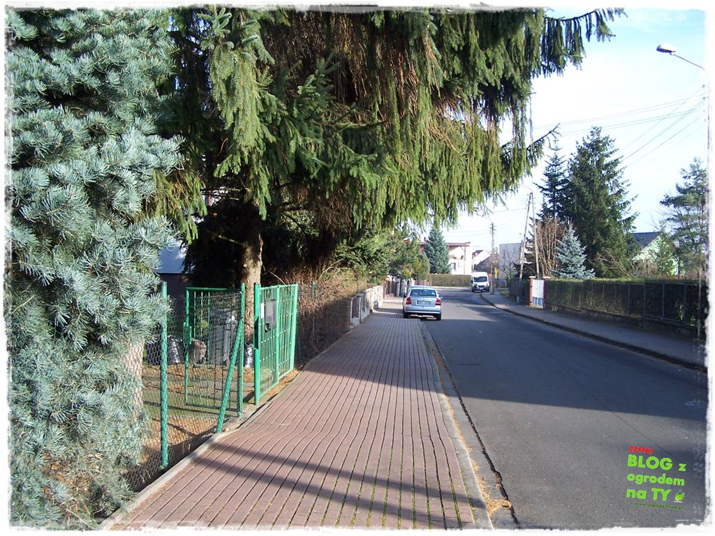 jak zmusić sąsiada do wycinki drzewa zogrodemnaty7
