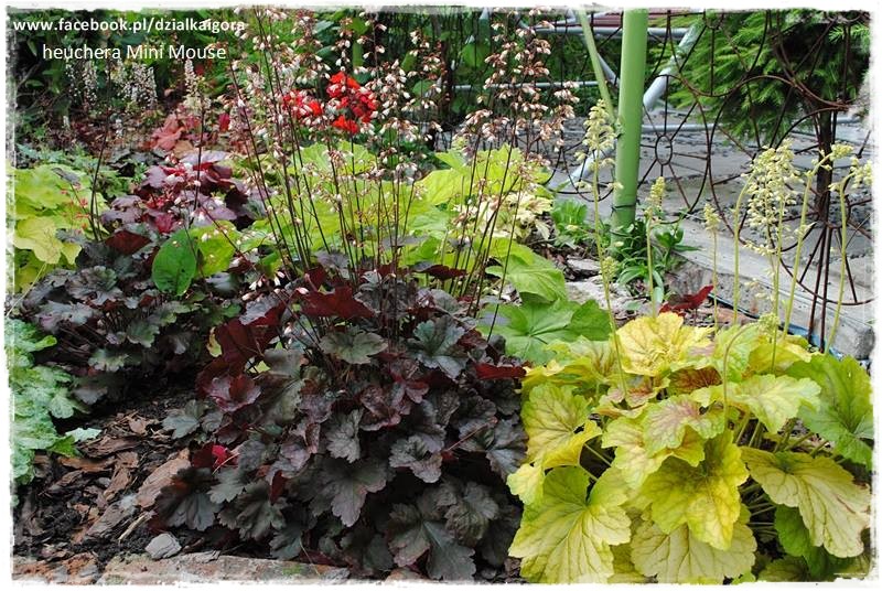 żurawki zogrodemnaty8