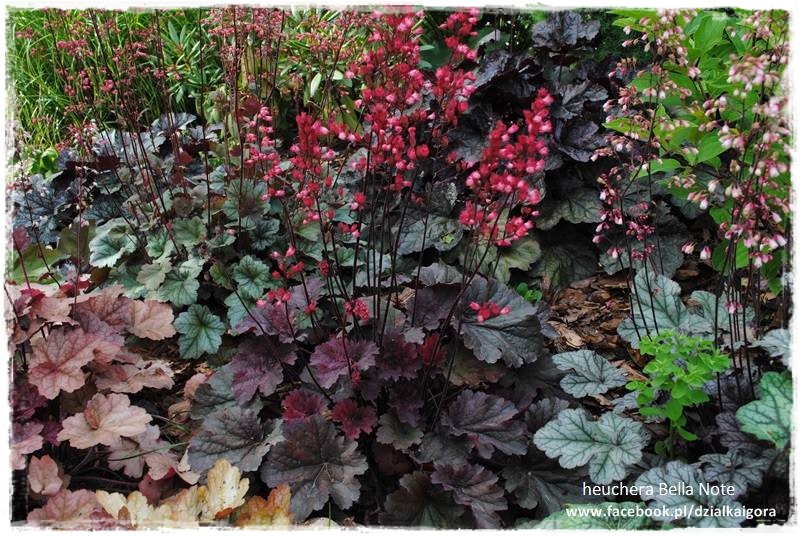 żurawki zogrodemnaty30