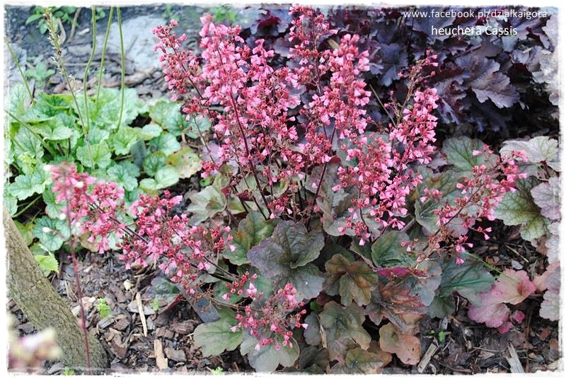 żurawki zogrodemnaty29