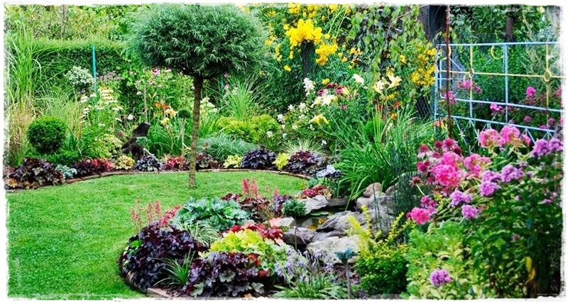 żurawki zogrodemnaty19