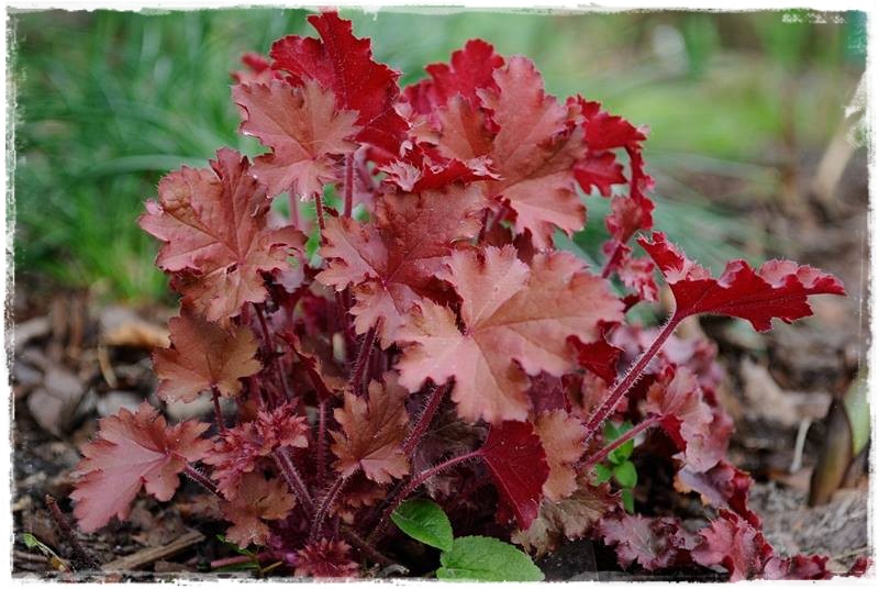 żurawki zogrodemnaty3c