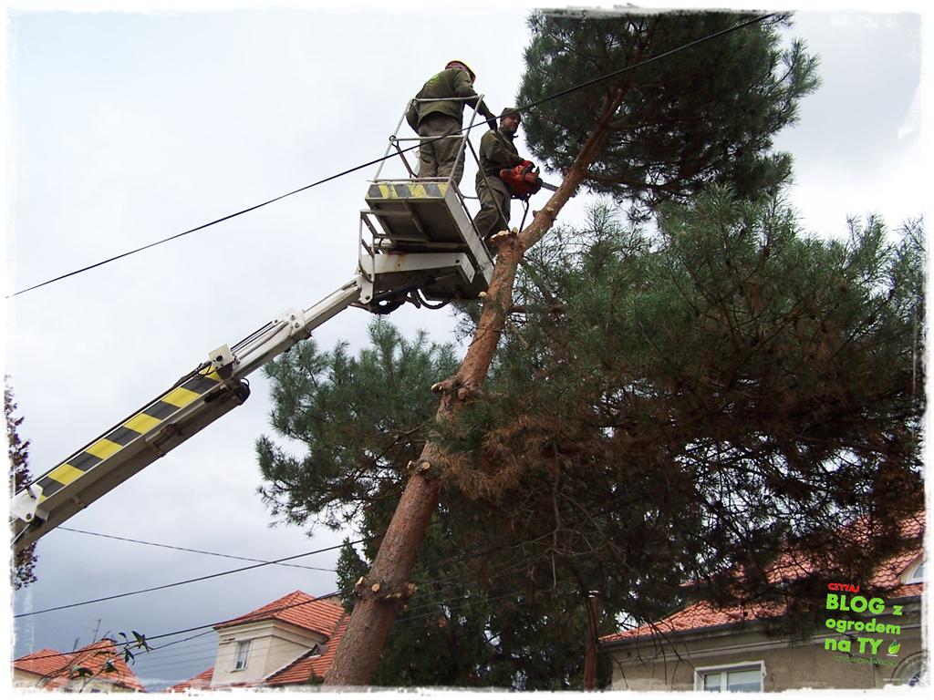 jak zmusić sąsiada do wycinki drzewa zogrodemnaty4