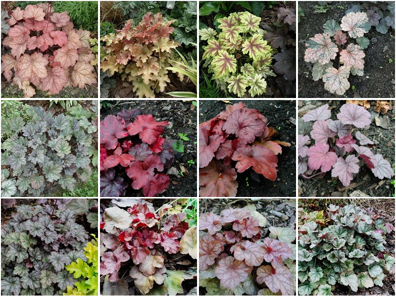 żurawki zogrodemnaty35