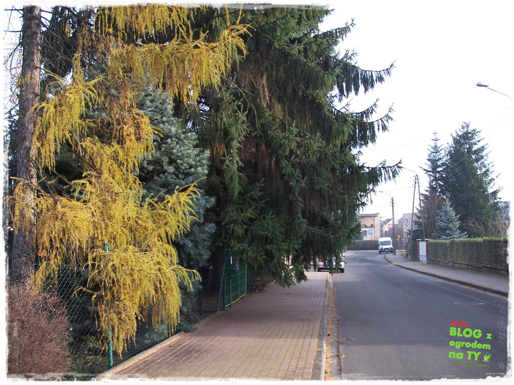 jak zmusić sąsiada do wycinki drzewa zogrodemnaty6