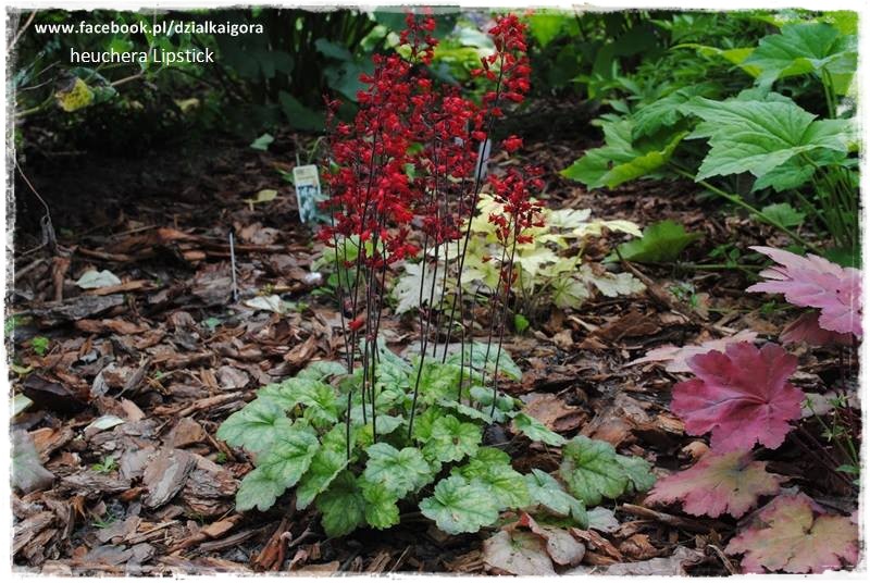 żurawki zogrodemnaty31