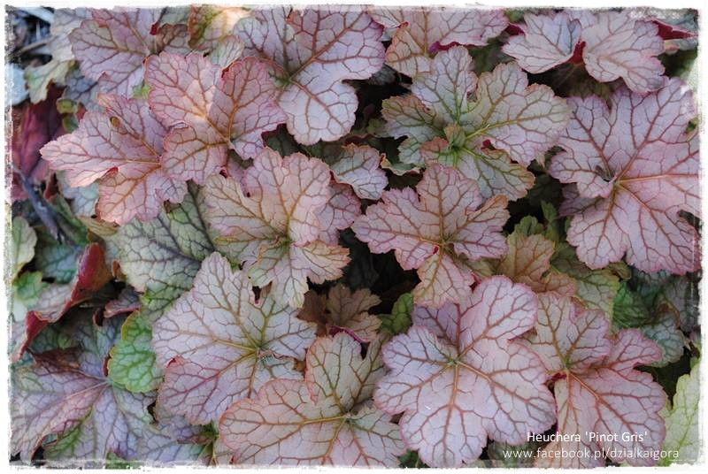 żurawki zogrodemnaty3b