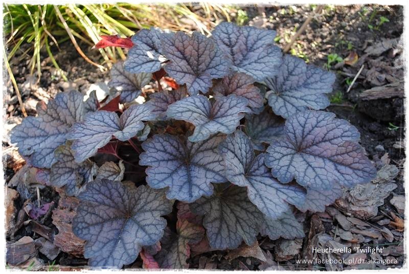 żurawki zogrodemnaty27