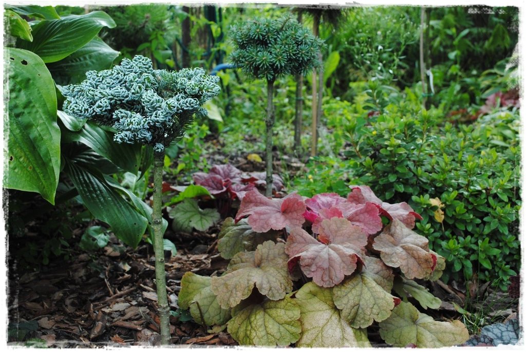 żurawki zogrodemnaty18