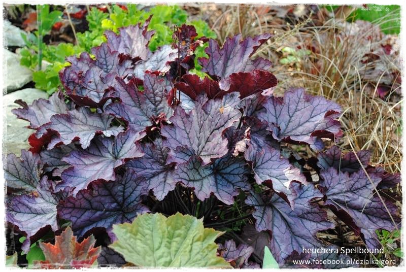 żurawki zogrodemnaty3d