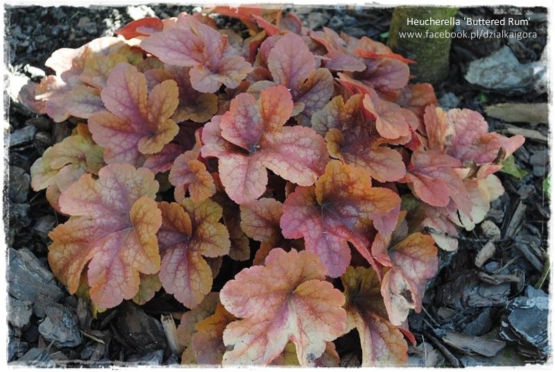 żurawki zogrodemnaty25