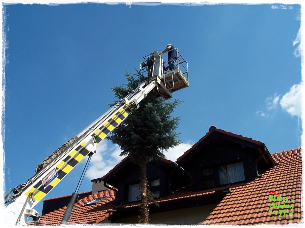 jak zmusić sąsiada do wycinki drzewa zogrodemnaty2
