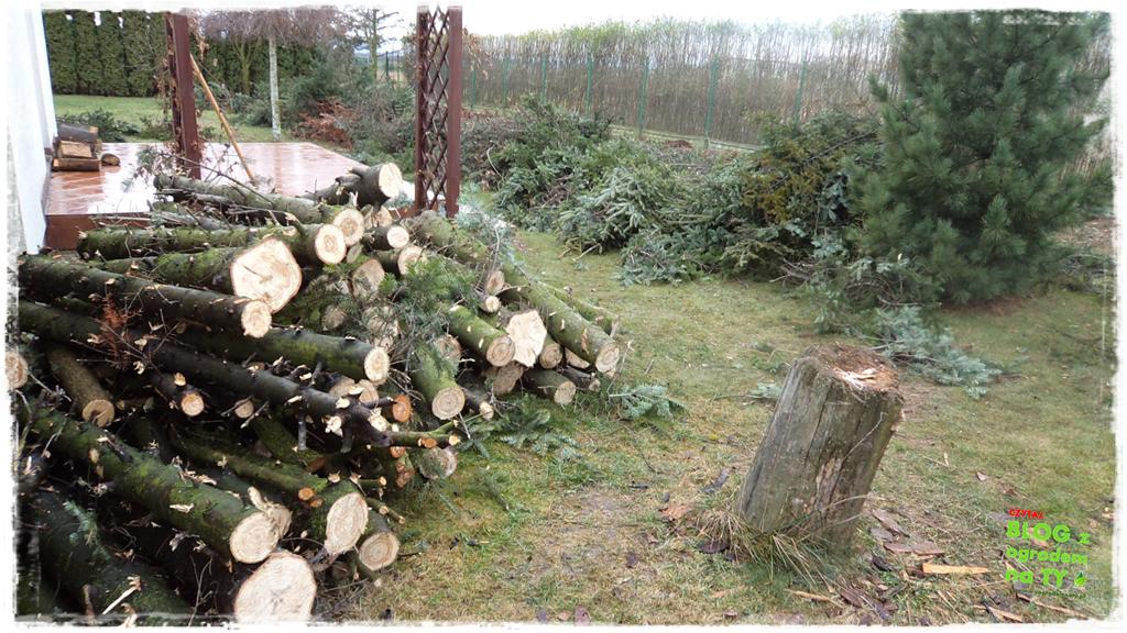 jak zmusić sąsiada do wycinki drzewa zogrodemnaty9