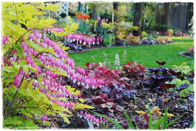 żurawki zogrodemnaty23