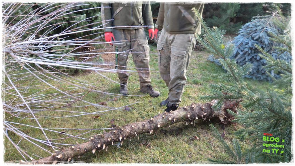 jak zmusić sąsiada do wycinki drzewa zogrodemnaty8