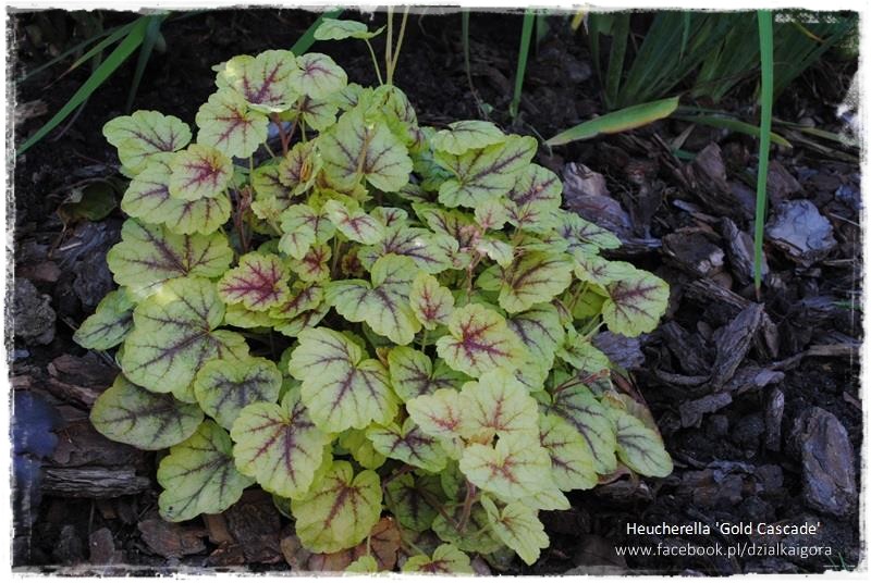 żurawki zogrodemnaty24