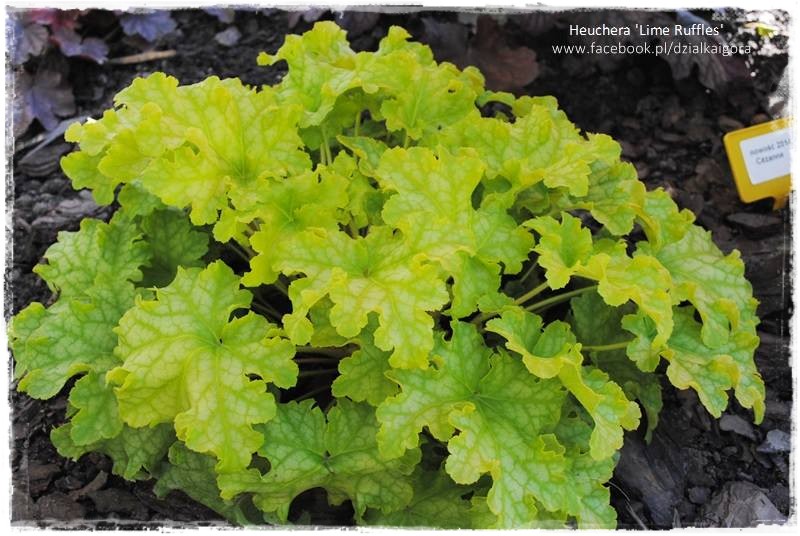 żurawki zogrodemnaty3a