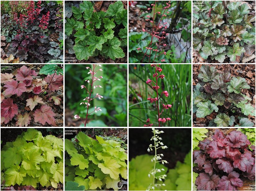 żurawki zogrodemnaty33