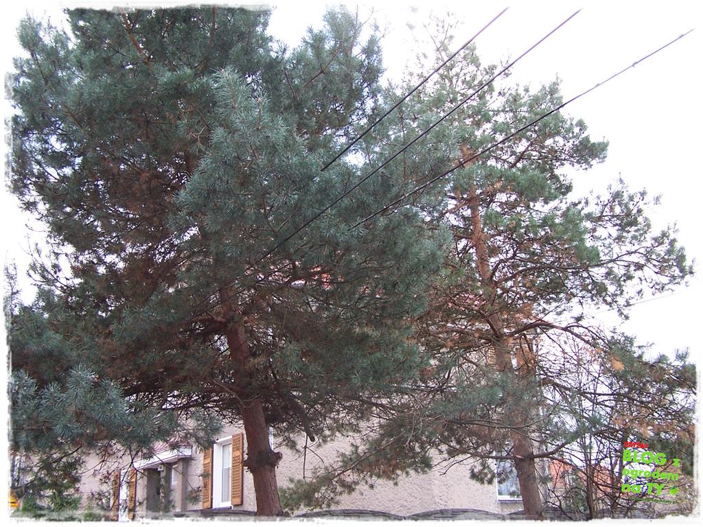 jak zmusić sąsiada do wycinki drzewa zogrodemnaty3