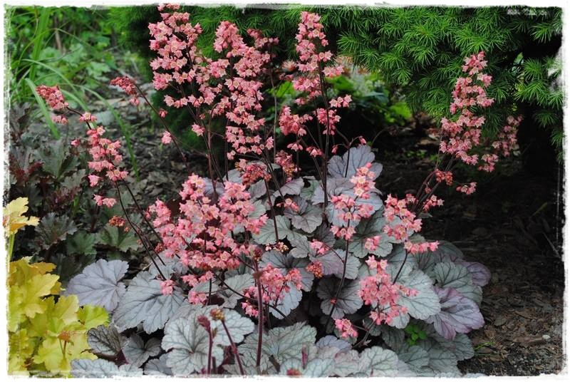 żurawki zogrodemnaty4