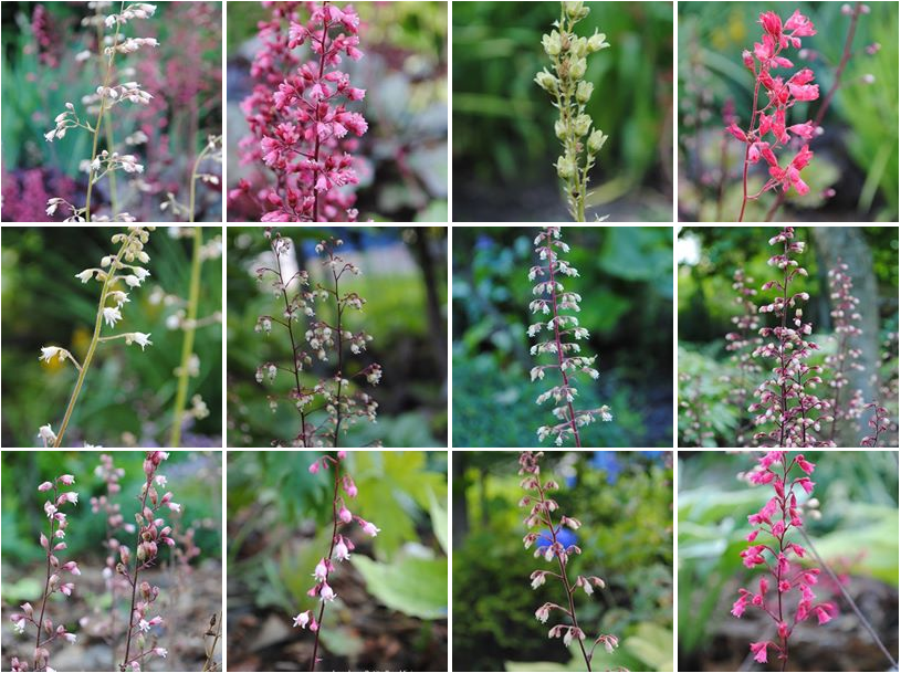 żurawki zogrodemnaty6