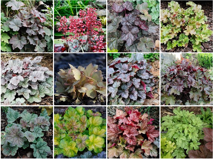 żurawki zogrodemnaty37