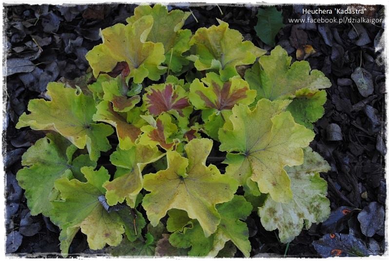 żurawki zogrodemnaty26