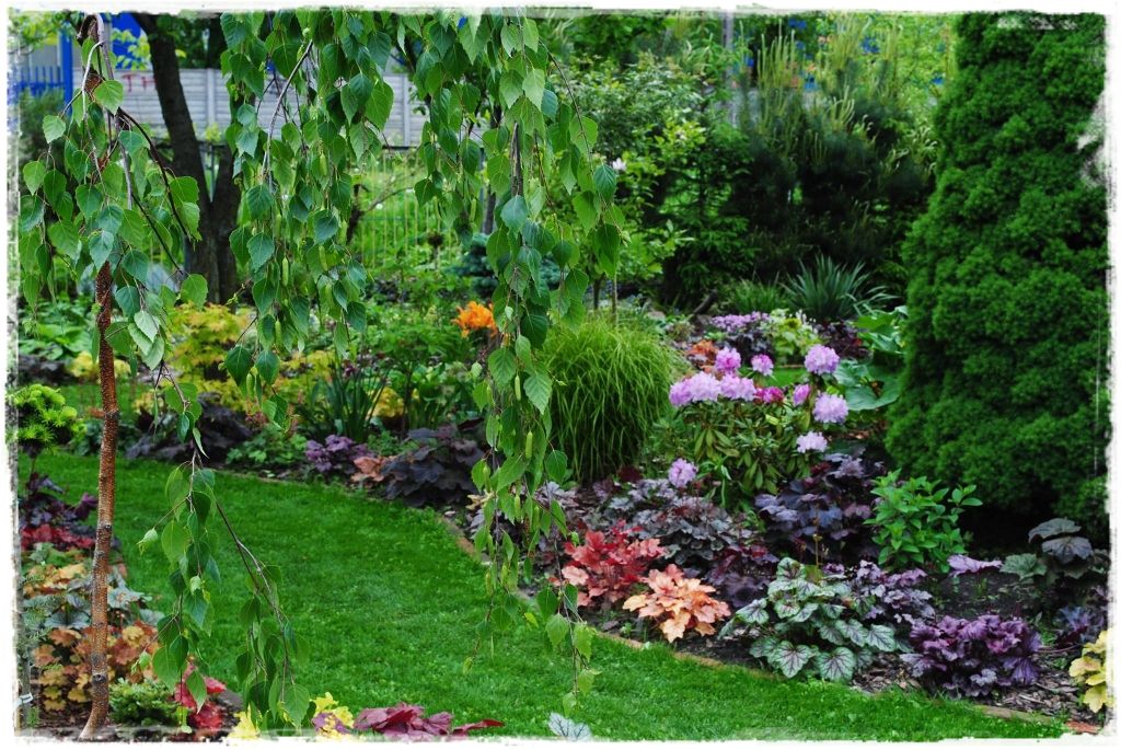 żurawki zogrodemnaty17