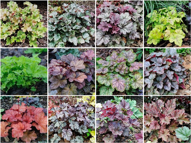 żurawki zogrodemnaty34