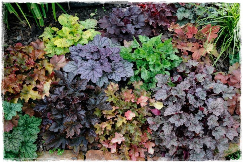 żurawki zogrodemnaty2