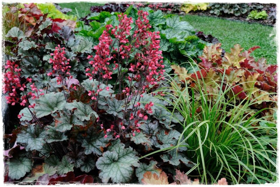 żurawki zogrodemnaty28