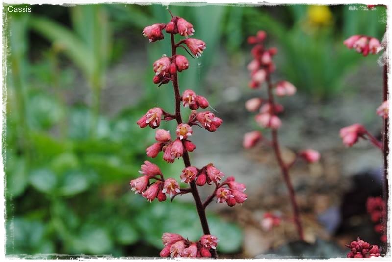 żurawki zogrodemnaty5