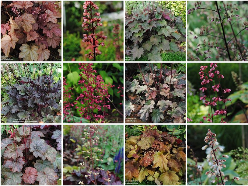 żurawki zogrodemnaty39