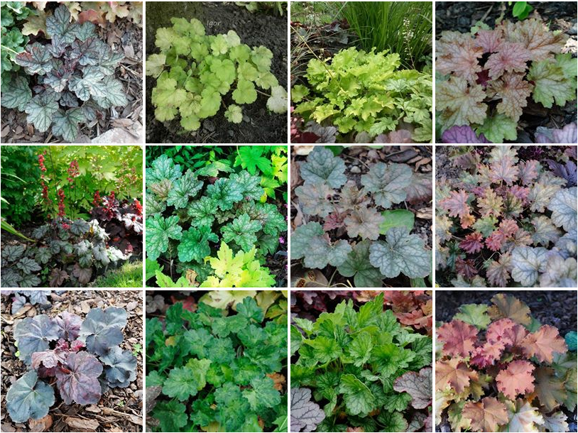 żurawki zogrodemnaty36