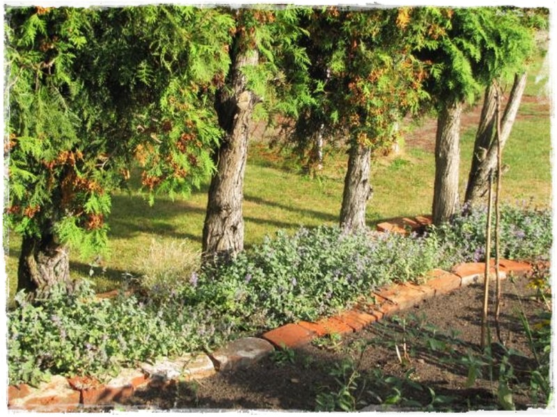 zioła w ogrodzie zogrodemnaty6