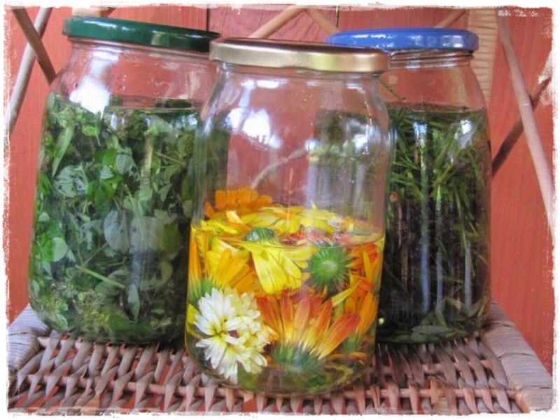 zioła w ogrodzie zogrodemnaty18