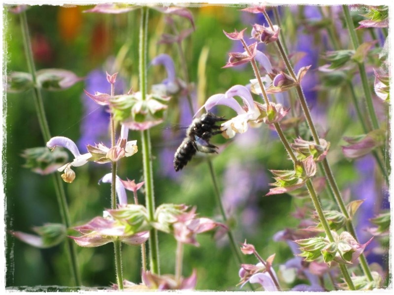 zioła w ogrodzie zogrodemnaty9