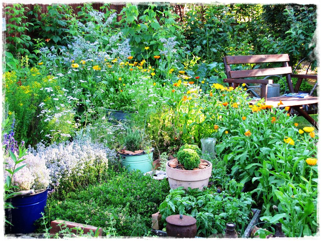 zioła w ogrodzie zogrodemnaty13