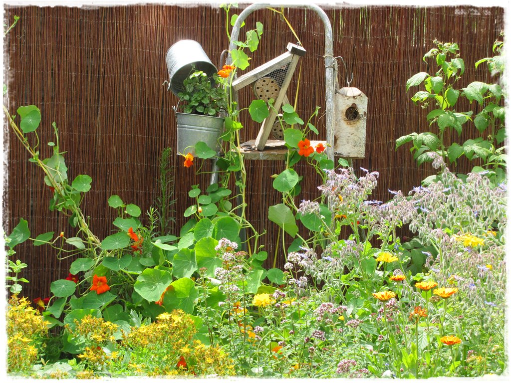 zioła w ogrodzie zogrodemnaty21