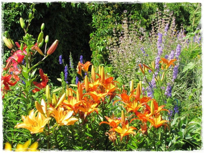 zioła w ogrodzie zogrodemnaty14