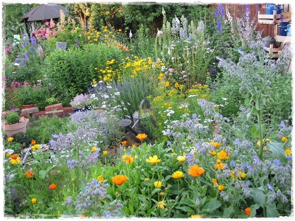 zioła w ogrodzie zogrodemnaty19