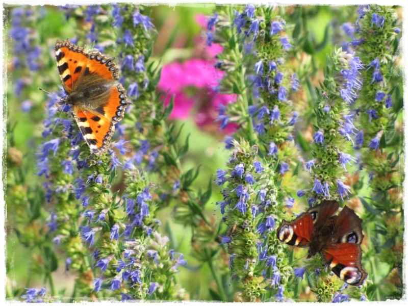 zioła w ogrodzie zogrodemnaty8