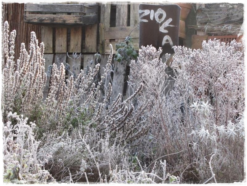 zioła w ogrodzie zogrodemnaty11