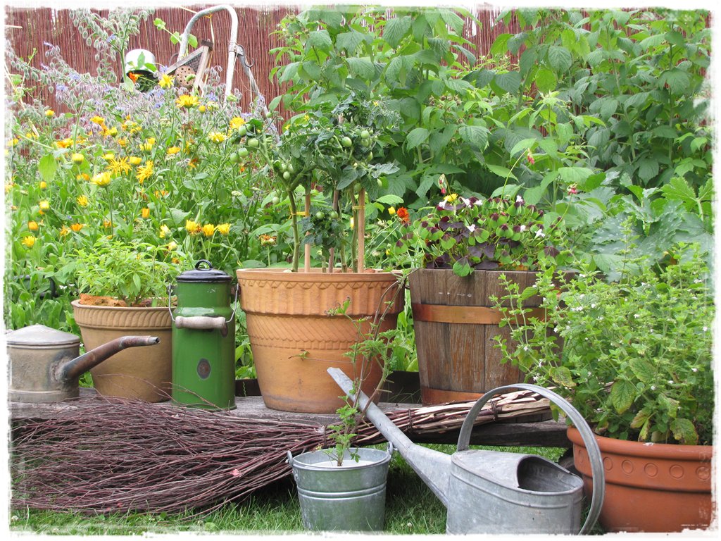 zioła w ogrodzie zogrodemnaty20