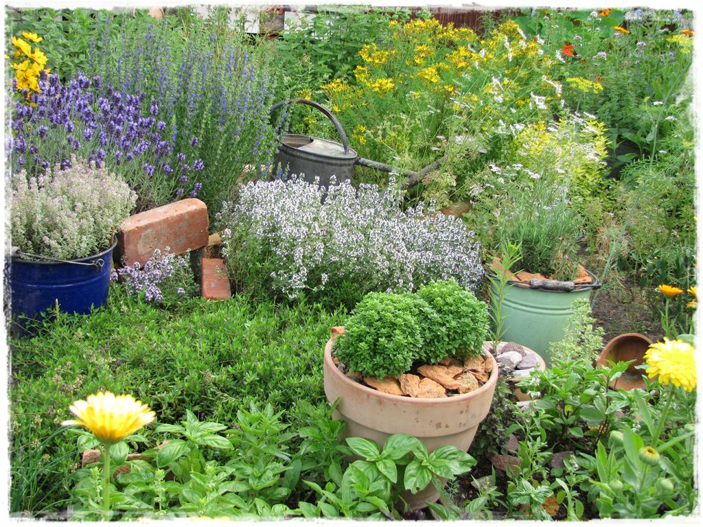 zioła w ogrodzie zogrodemnaty22