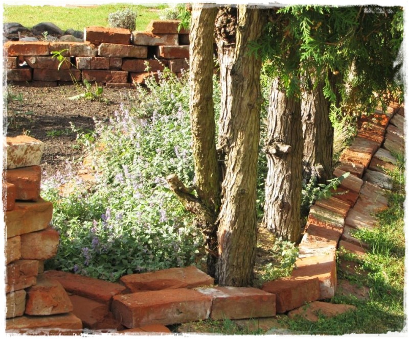 zioła w ogrodzie zogrodemnaty7